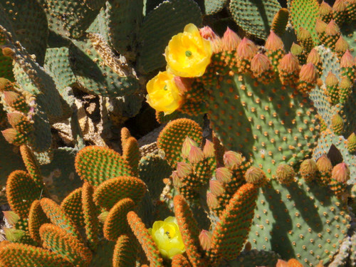 Prickly Pear Flower.